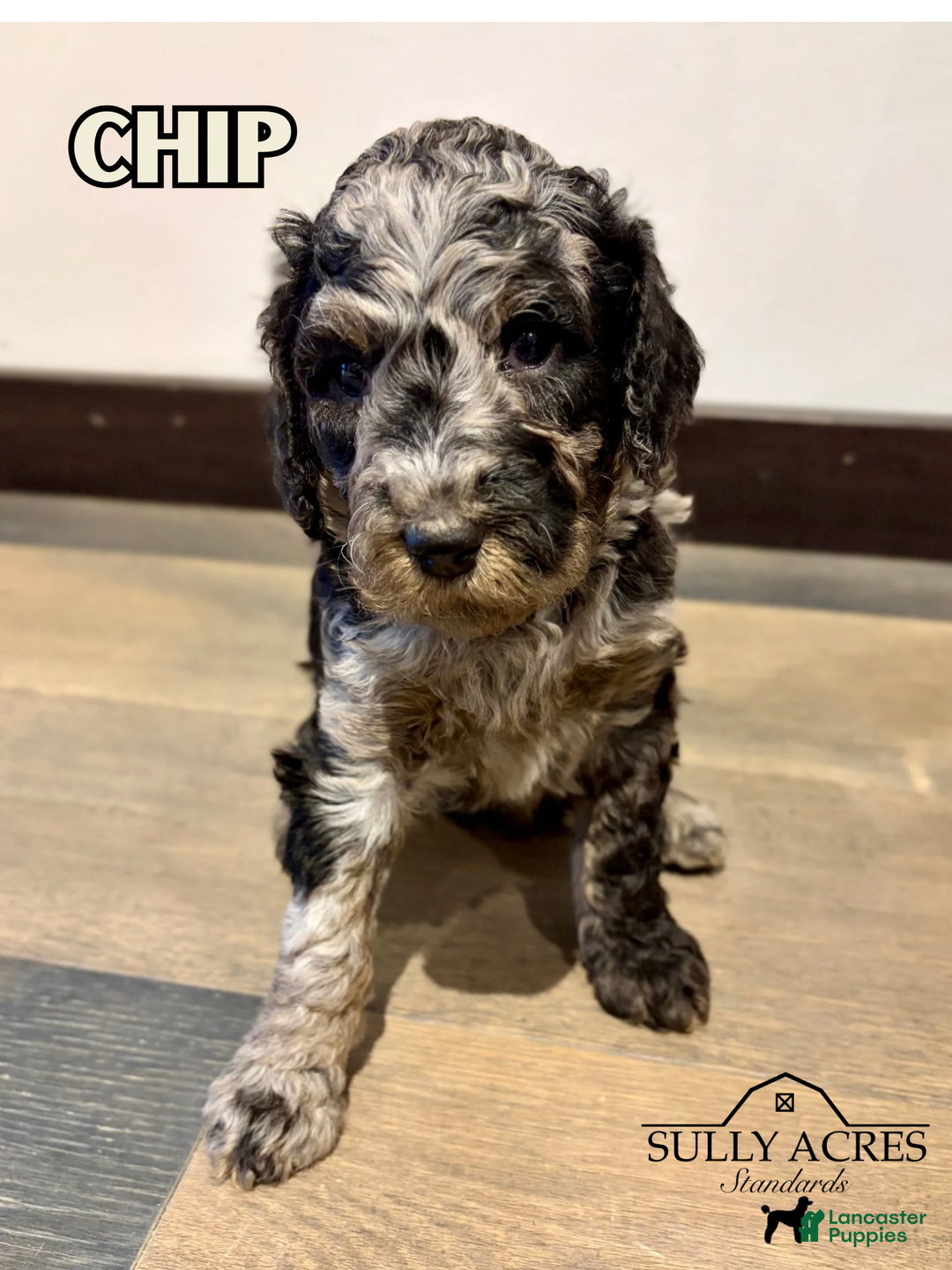 Standard Poodle dogs for sale: Chip - Ad 4