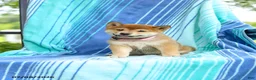 Shiba Inu dogs for sale: Polly - Ad 4