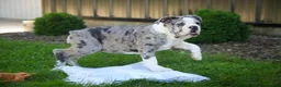 English Bulldog dogs for sale: Splendor English Bulldog crate trained - Ad 7