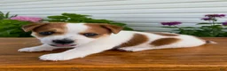 Jack Russell Terrier dogs for sale: Elisha - Ad 1