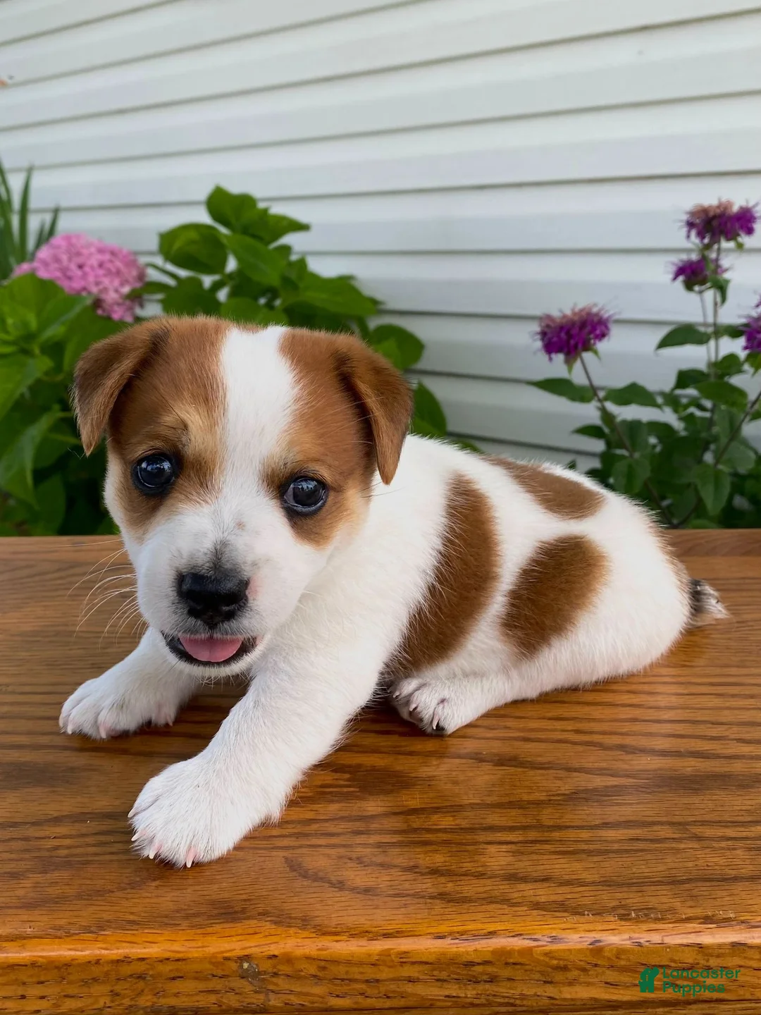 Jack Russell Terrier dogs for sale: Elisha - Ad 1