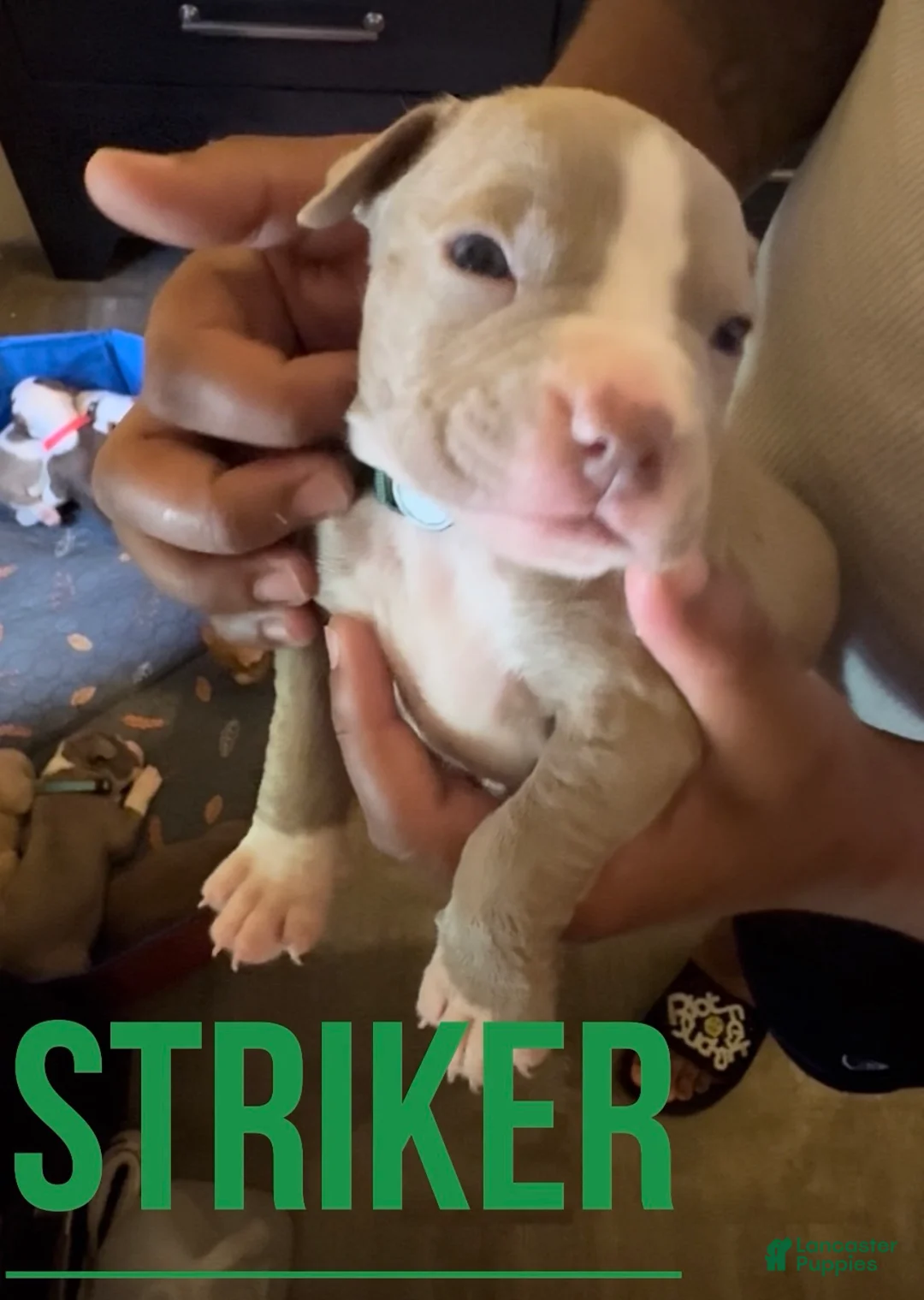 American Pit Bull Terrier dogs for sale: American Pit Bull Terrier 5 - Ad 2
