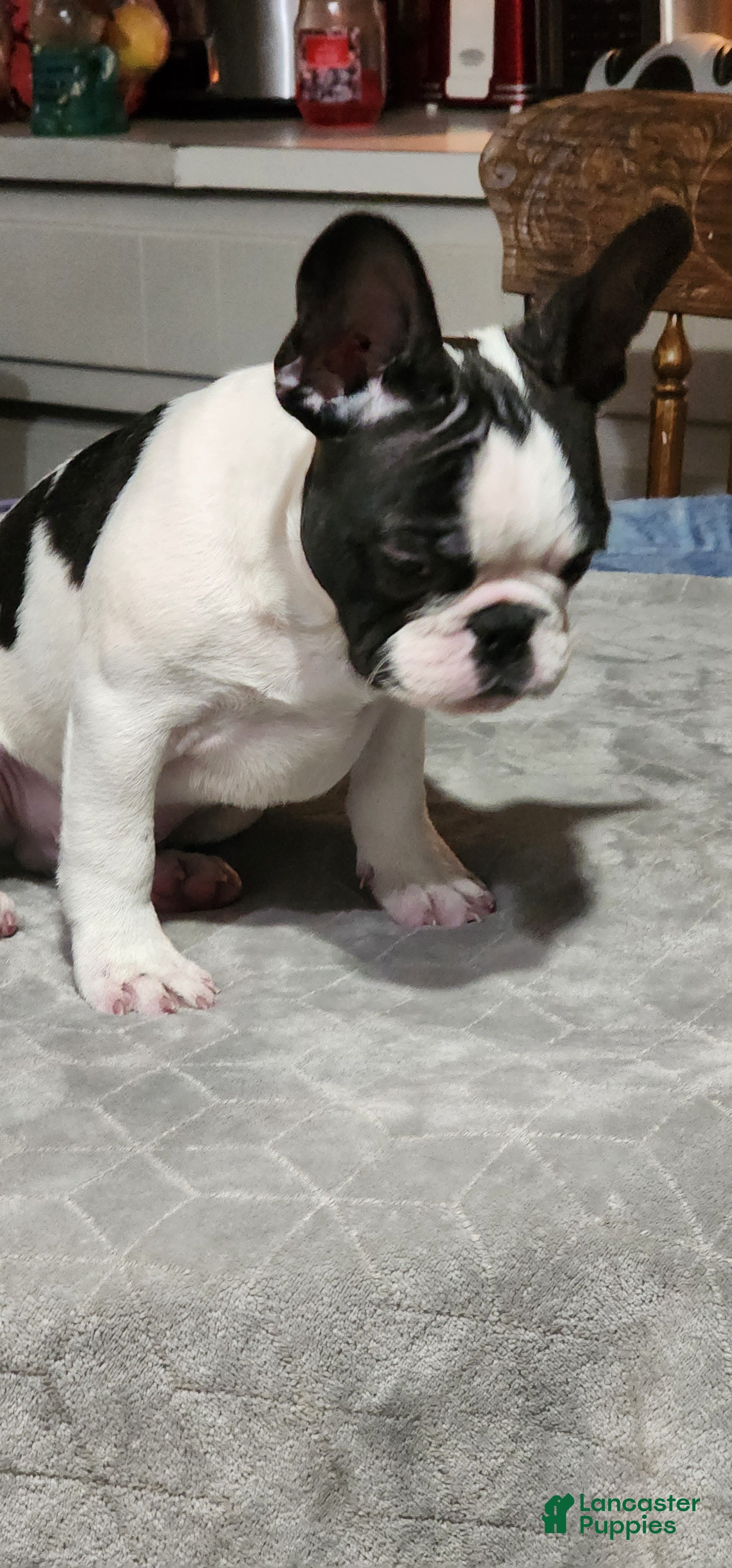 French Bulldog dogs Black and white pied - Ad 2
