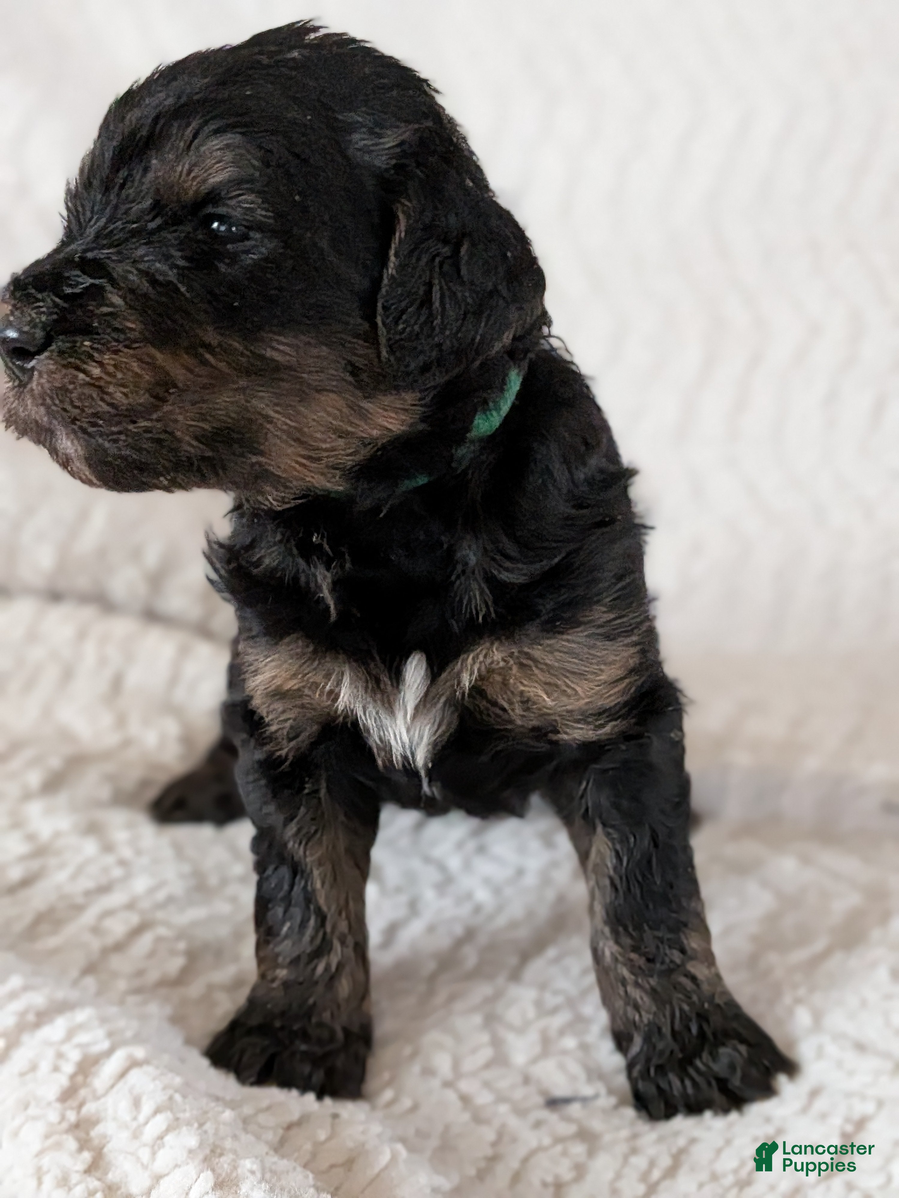 Mixed Breed dogs Jean Luc - Ad 36