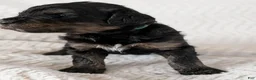Mixed Breed dogs for sale: Jean Luc - Ad 7