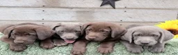 Labrador Retriever dogs for sale: Silver Sonny - Ad 7