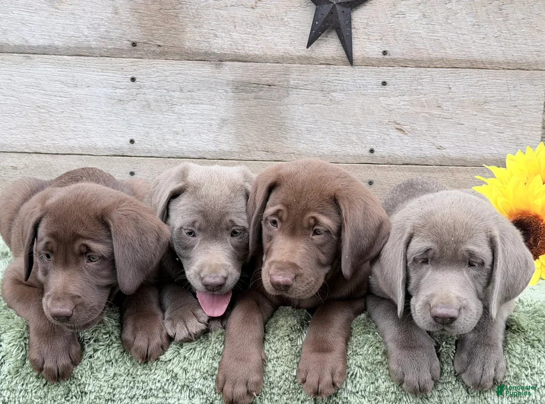 Labrador Retriever dogs for sale: Silver Sonny - Ad 7