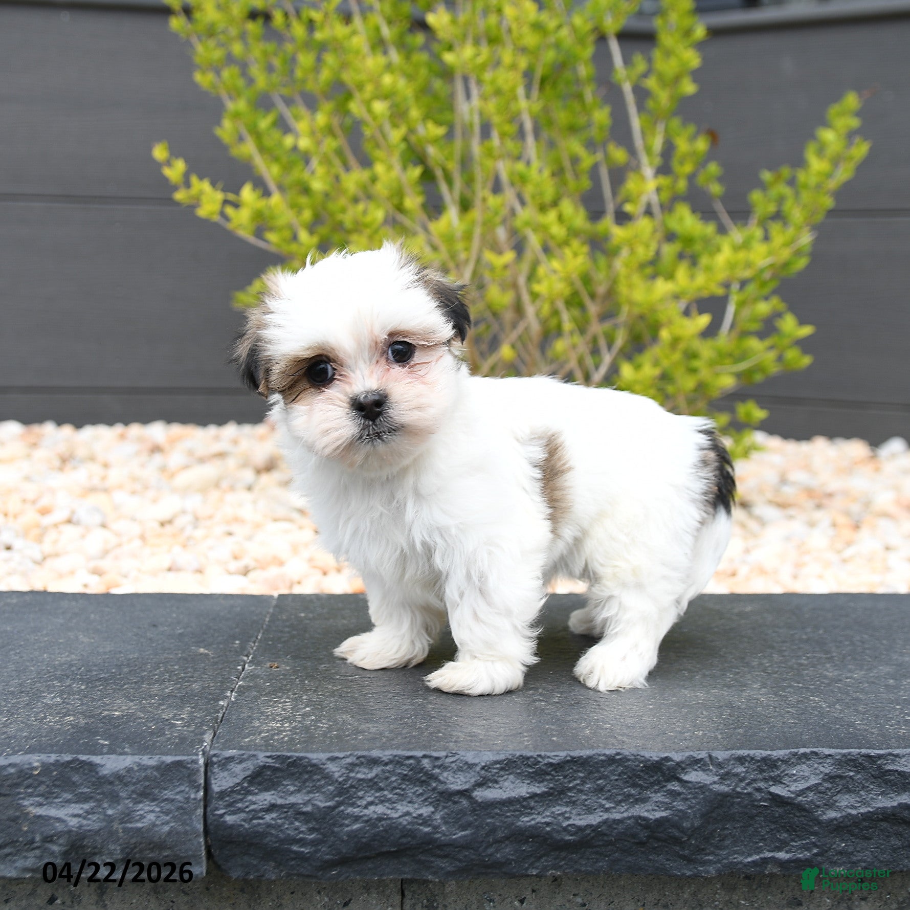 Mixed Breed dogs for sale: Candy - Ad 4
