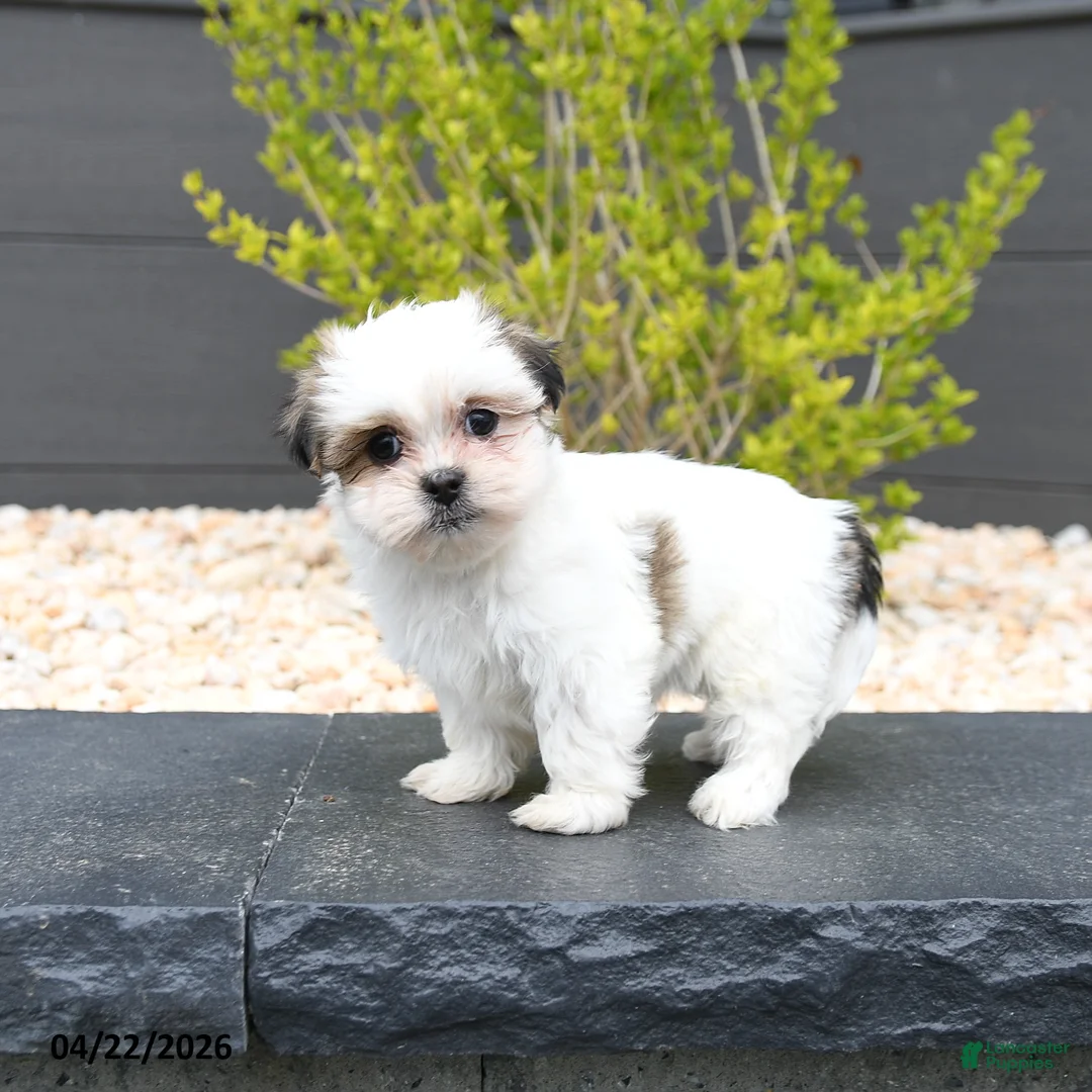 Mixed Breed dogs for sale: Candy - Ad 1