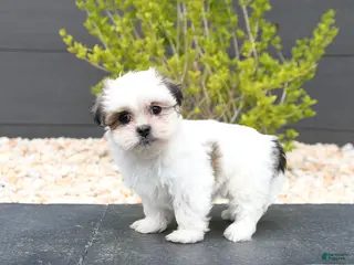 Mixed Breed dogs for sale: Candy - Ad 4