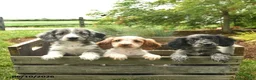Miniature Dachshund dogs for sale: Jewel  - Ad 5