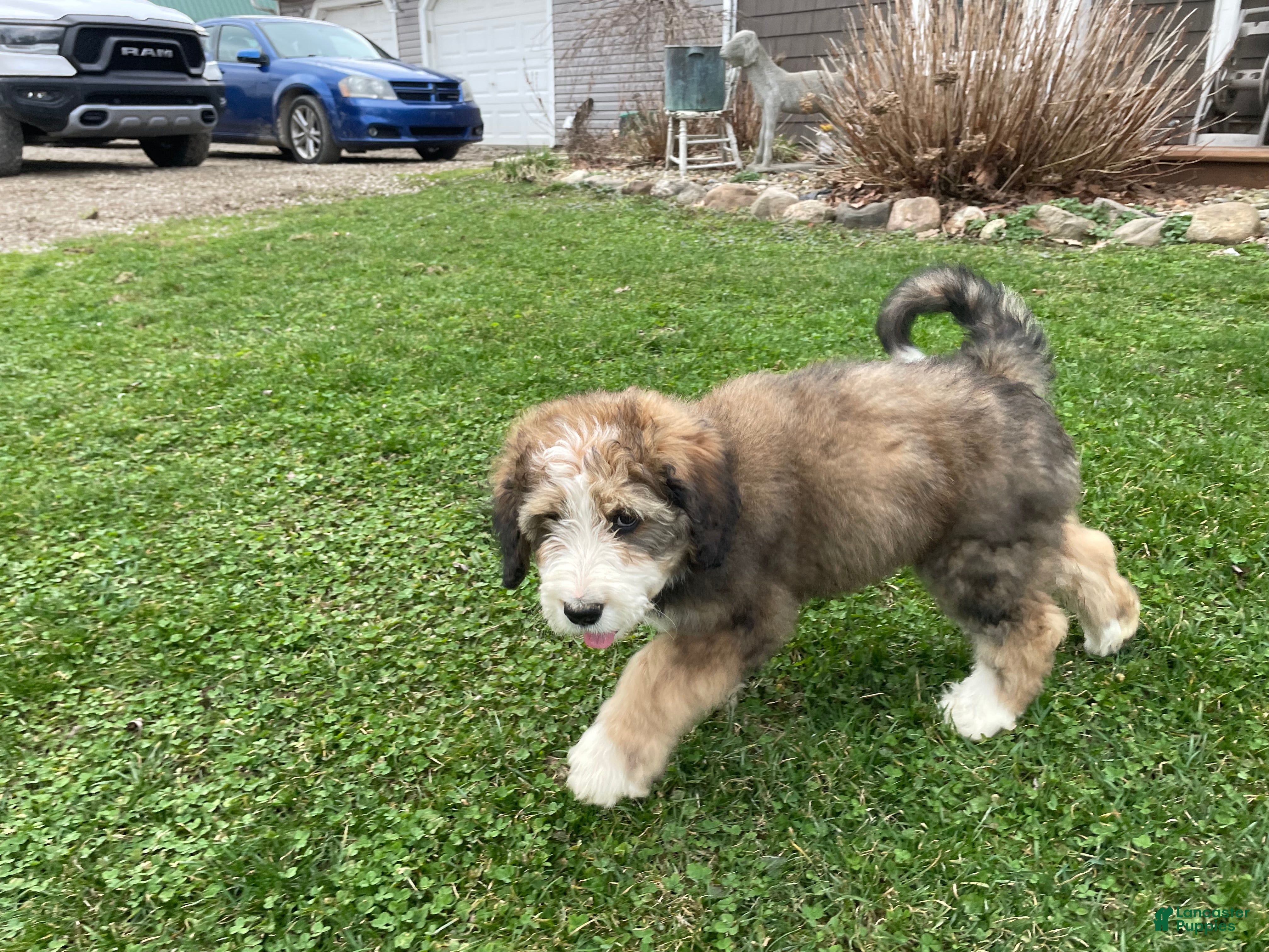 Bernedoodle dogs Louie - Ad 2