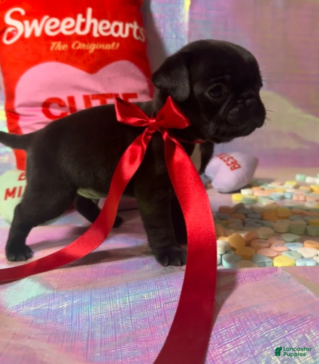 Pug dogs for sale: Oreo - Ad 2