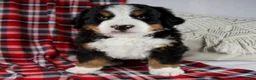 Bernese Mountain Dog dogs for sale: Jesse *Genetic Clear - Ad 1