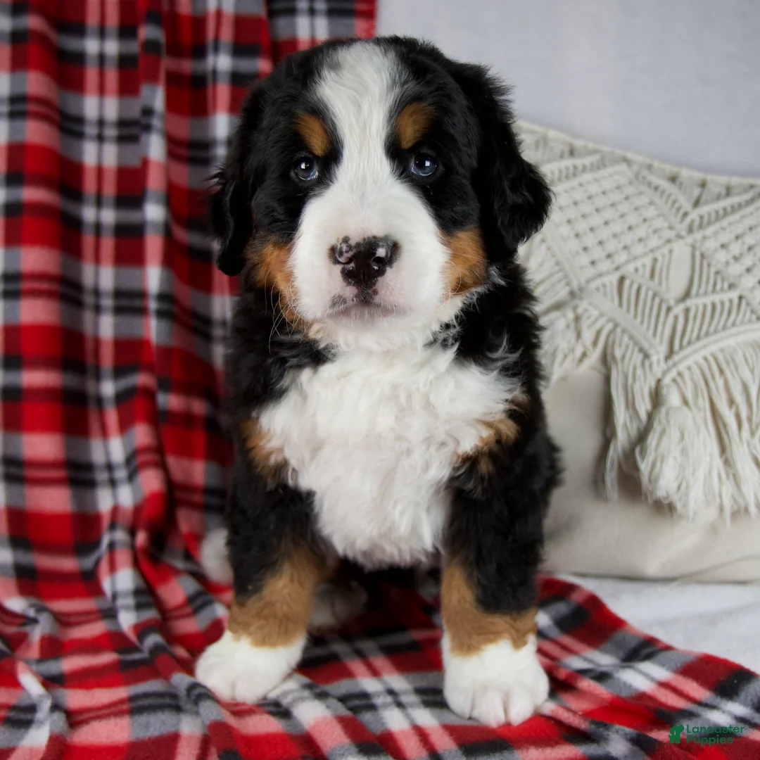 Bernese Mountain Dog dogs for sale: Jesse *Genetic Clear - Ad 1