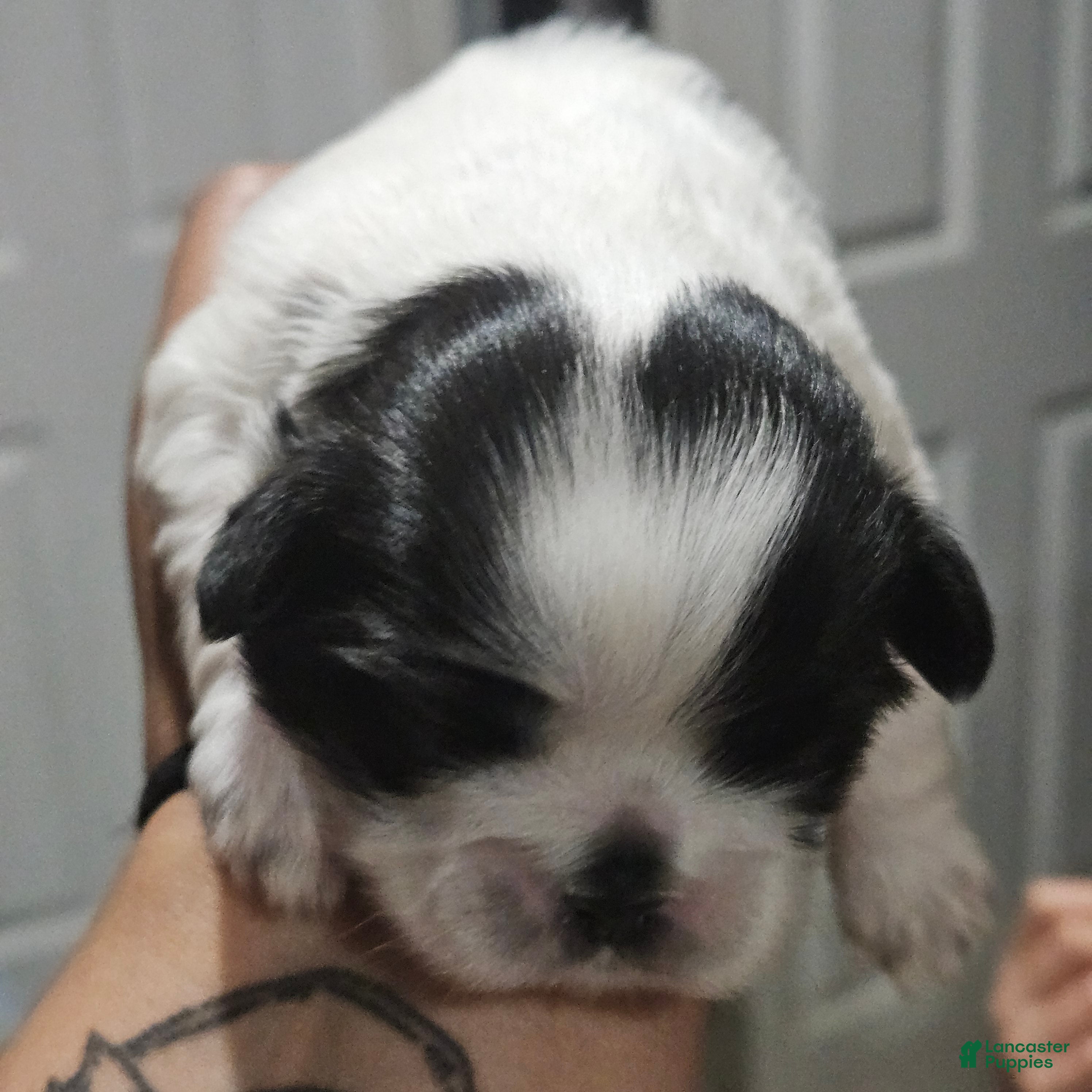 Shih Tzu dogs Cow Poke - Ad 13