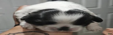 Cow Poke