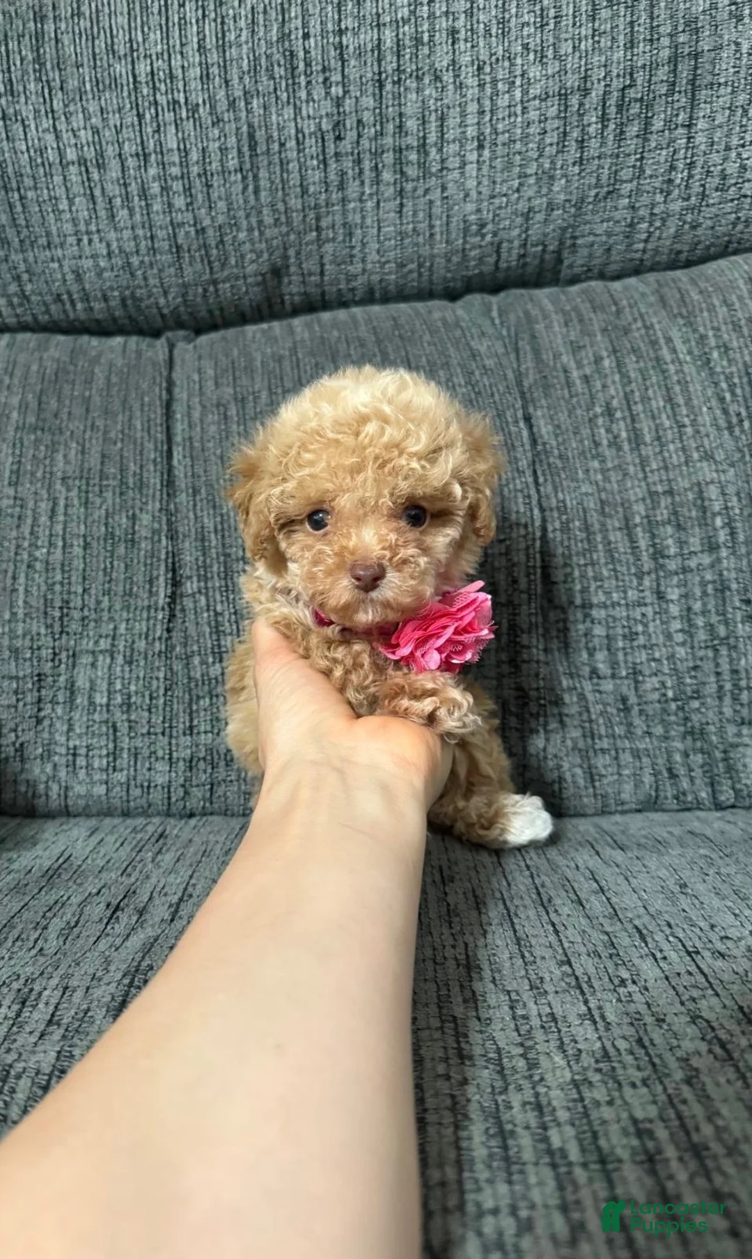 Toy Poodle dogs for sale: Toy Poodle 1 - Ad 7