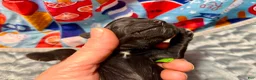 Cocker Spaniel dogs for sale: Cocker Spaniel 6 Chartreuse  - Ad 4