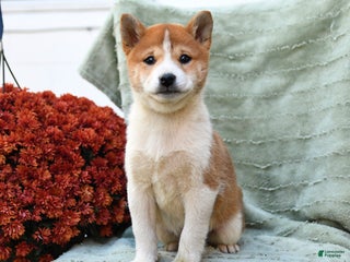 Shiba Inu dogs - Ad 1