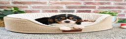 Cavalier King Charles Spaniel dogs for sale: Keeter - Ad 8