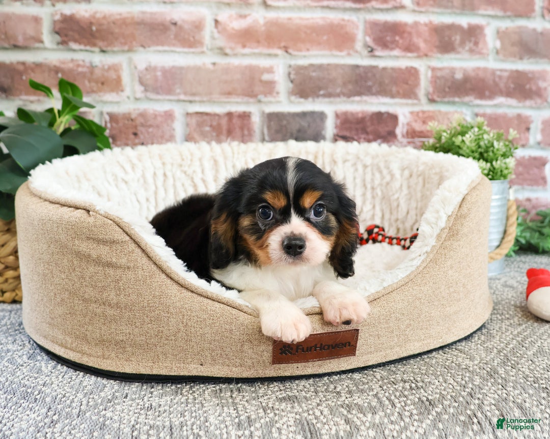 Cavalier King Charles Spaniel dogs for sale: Keeter - Ad 8