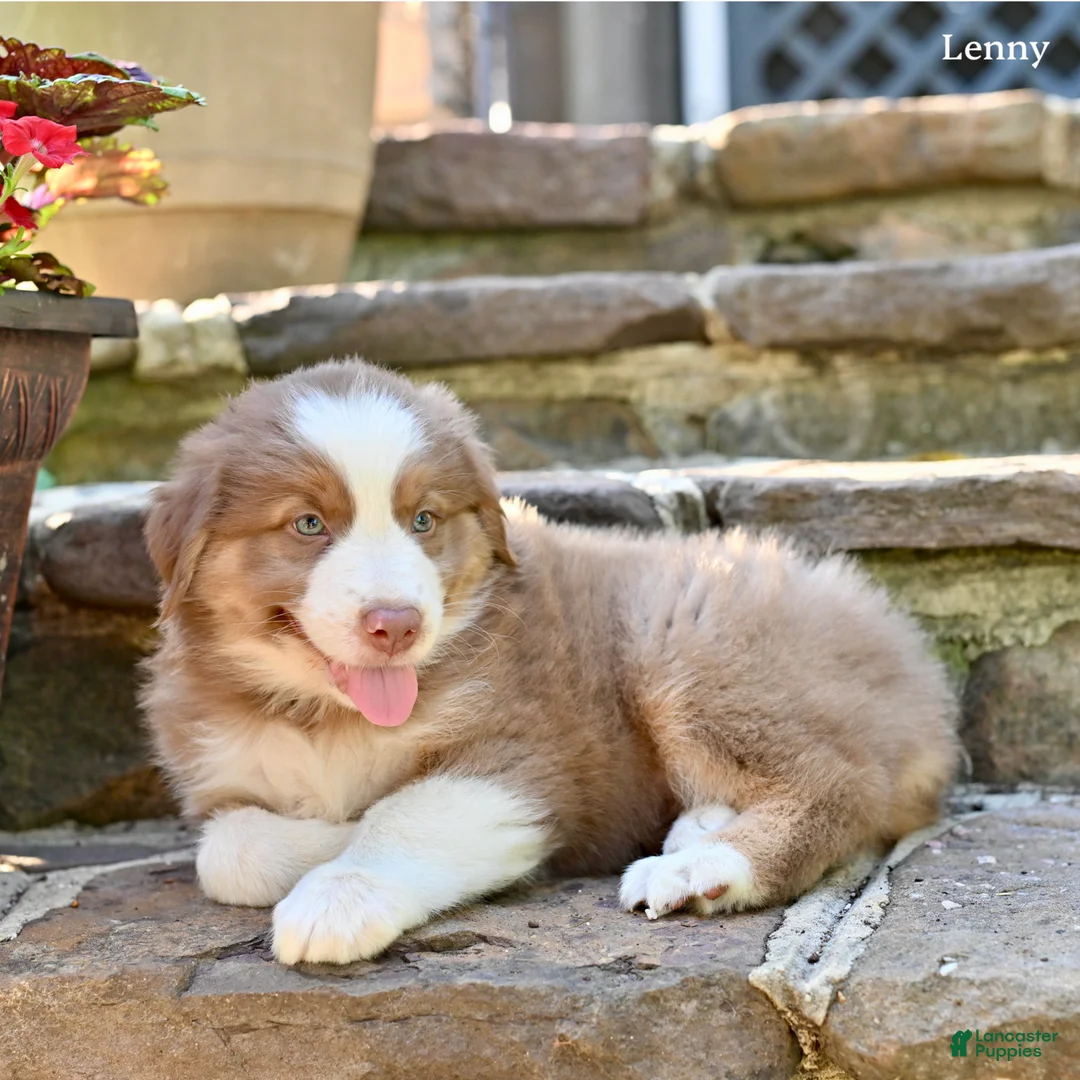Australian Shepherd dogs for sale: Lenny - Ad 5