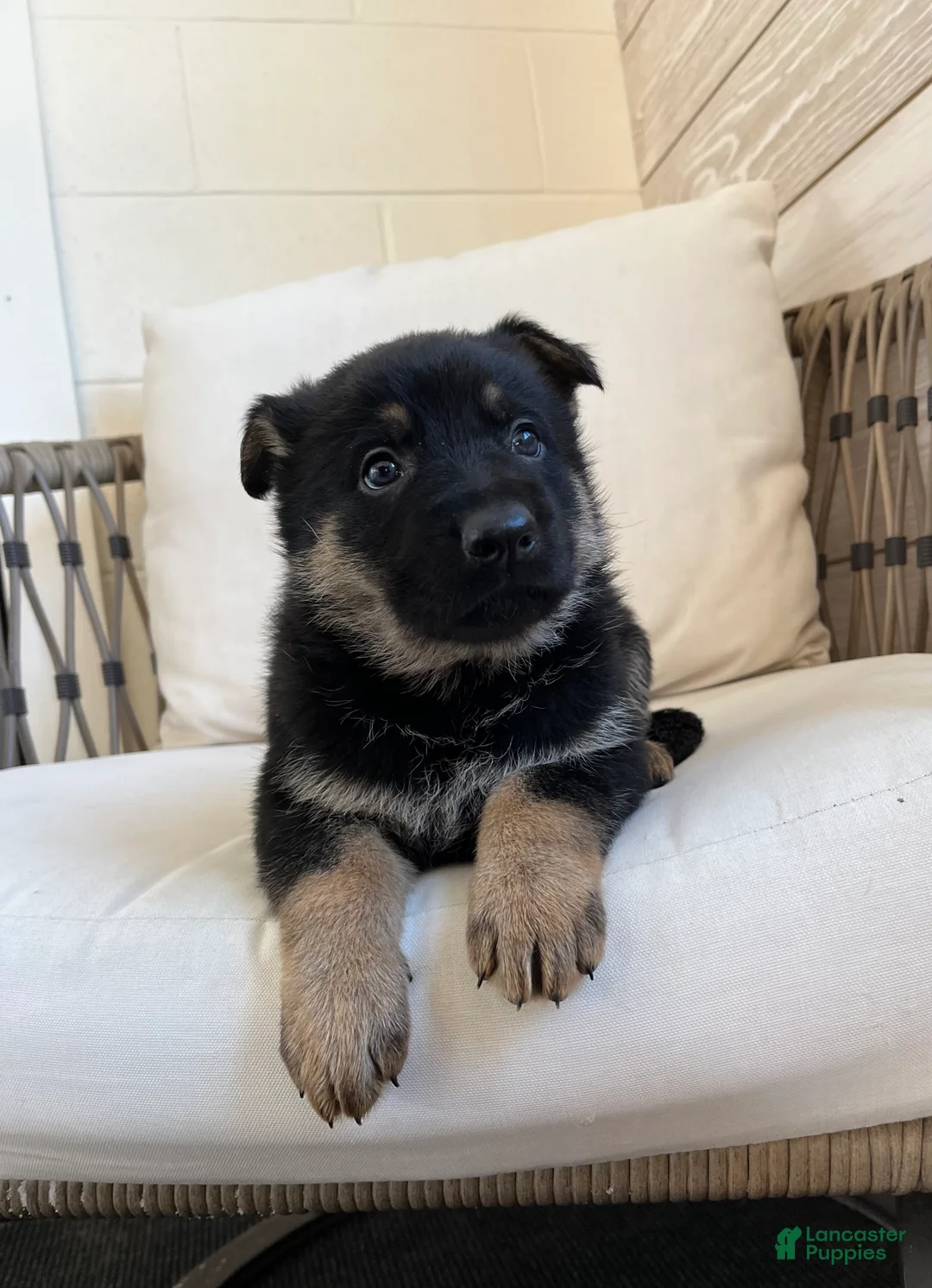 German Shepherd dogs for sale: Armory - Ad 4