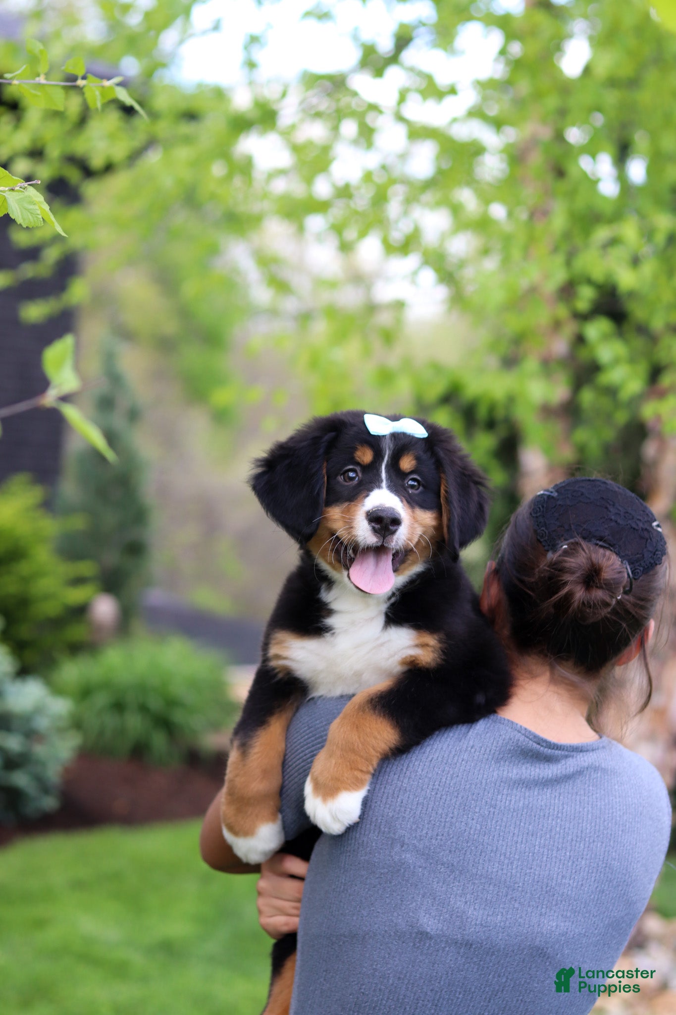 Bernese Mountain Dog dogs Jewel - Ad 2