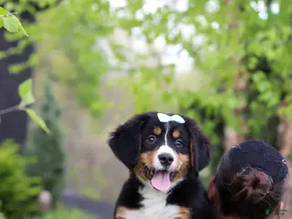 Bernese Mountain Dog dogs for sale: Jewel - Ad 3