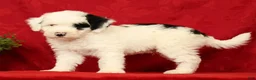 Mini Sheepadoodle dogs for sale: Buster - Ad 5
