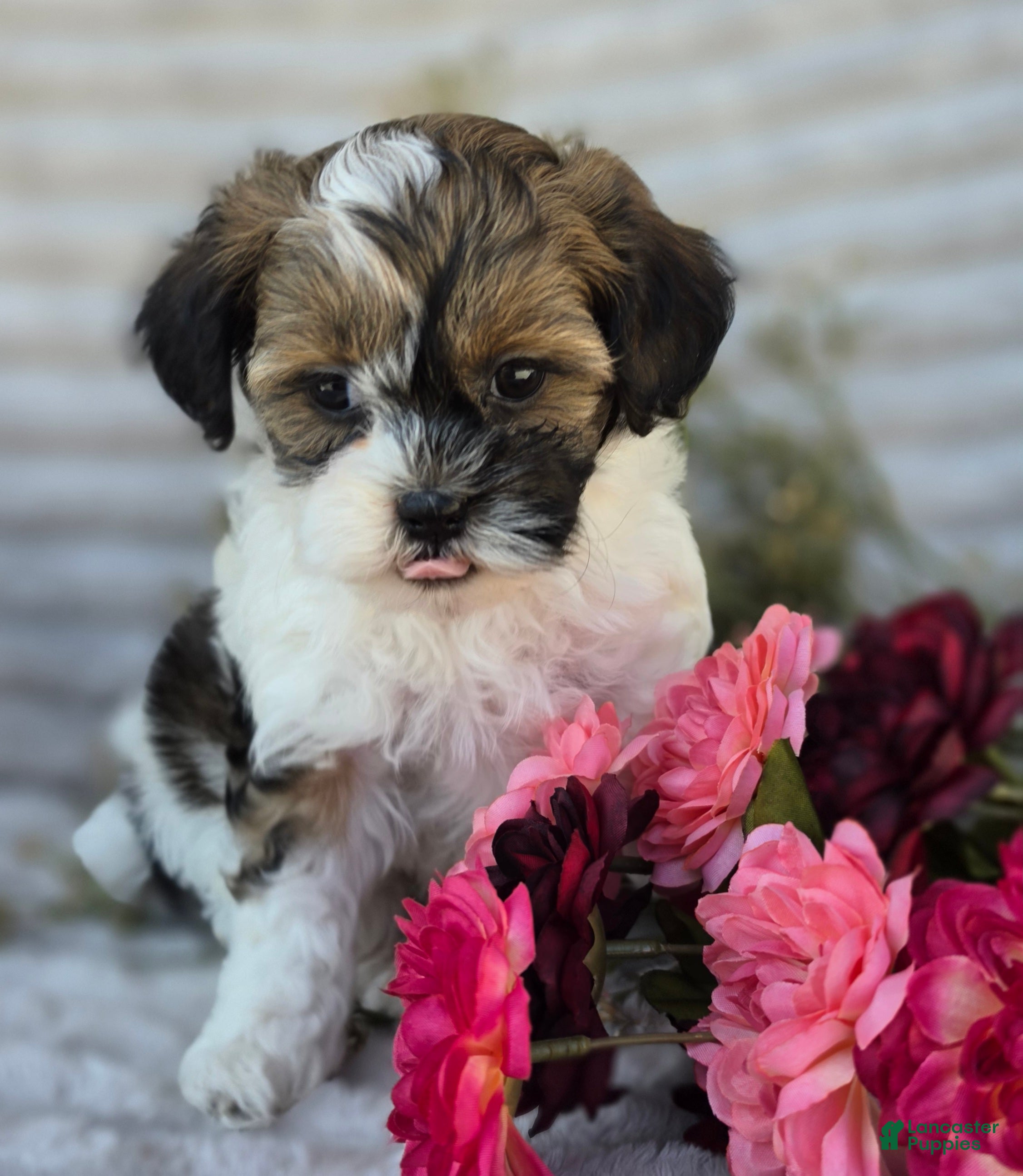 Shihpoo dogs Nova - Ad 2