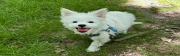 Mixed Breed dogs for sale: Buffy - Ad 12