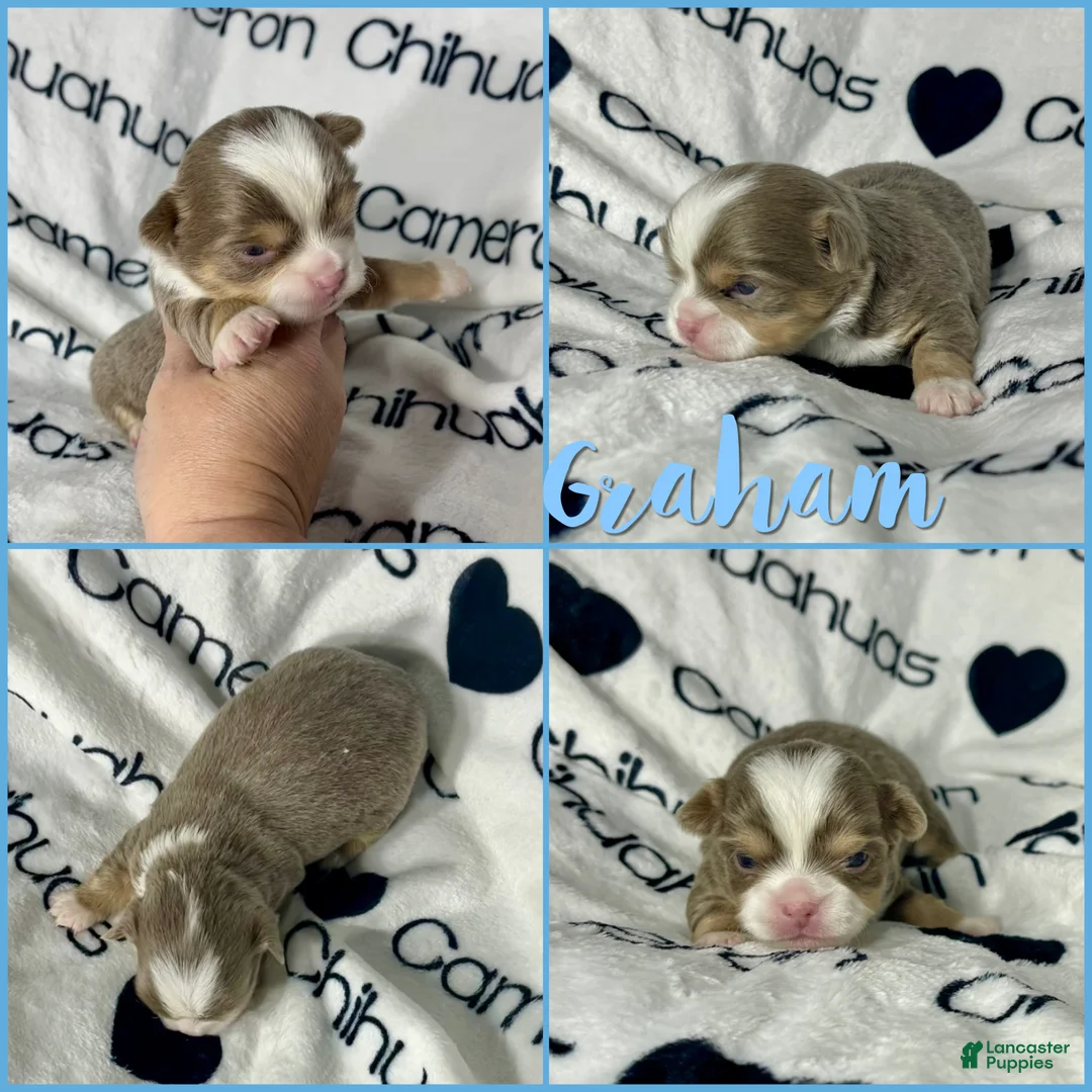 Chihuahua dogs for sale: Graham Lavender Long Coat - Ad 3