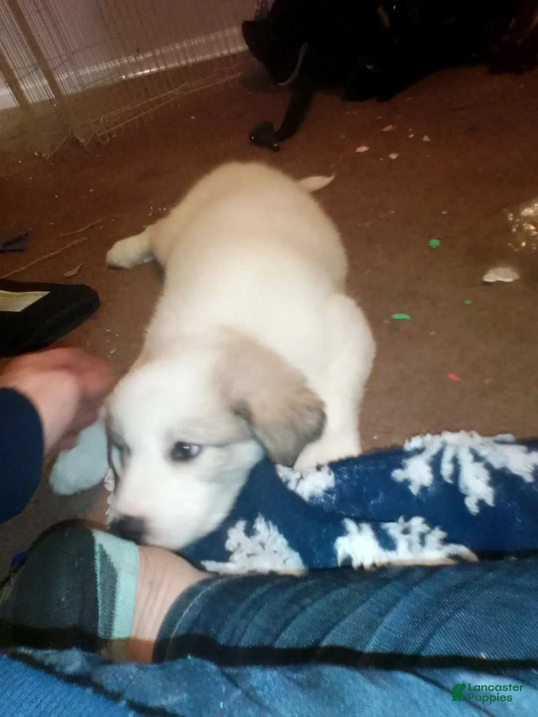 Mixed Breed dogs for sale: Buddy Boy  - Ad 12