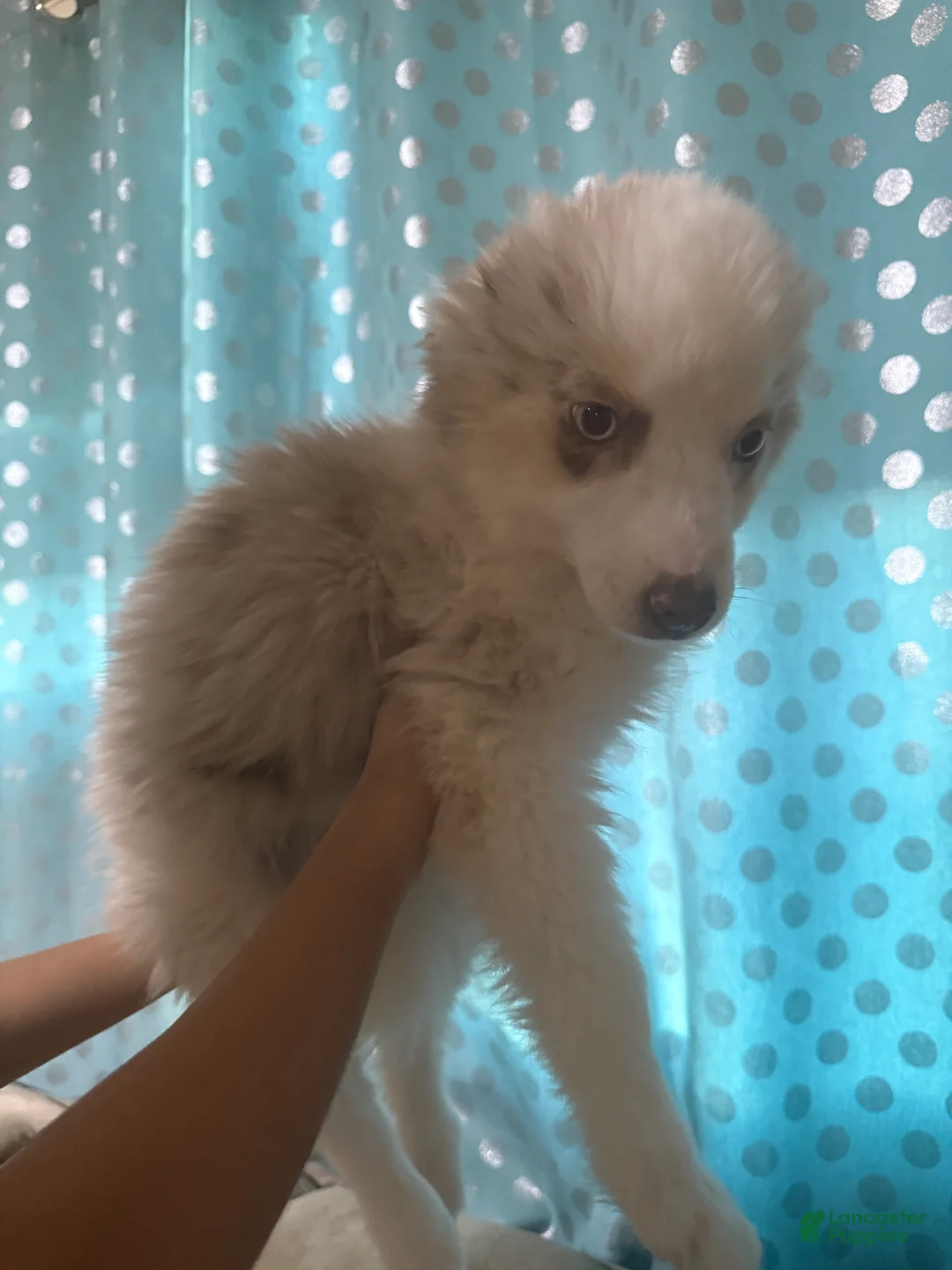 Pomsky dogs for sale: Cookie - Ad 2