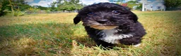 Havapoo dogs for sale: Kudos - Ad 20