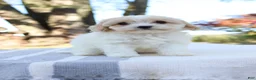 Cavapoo dogs for sale: Autuma  - Ad 3