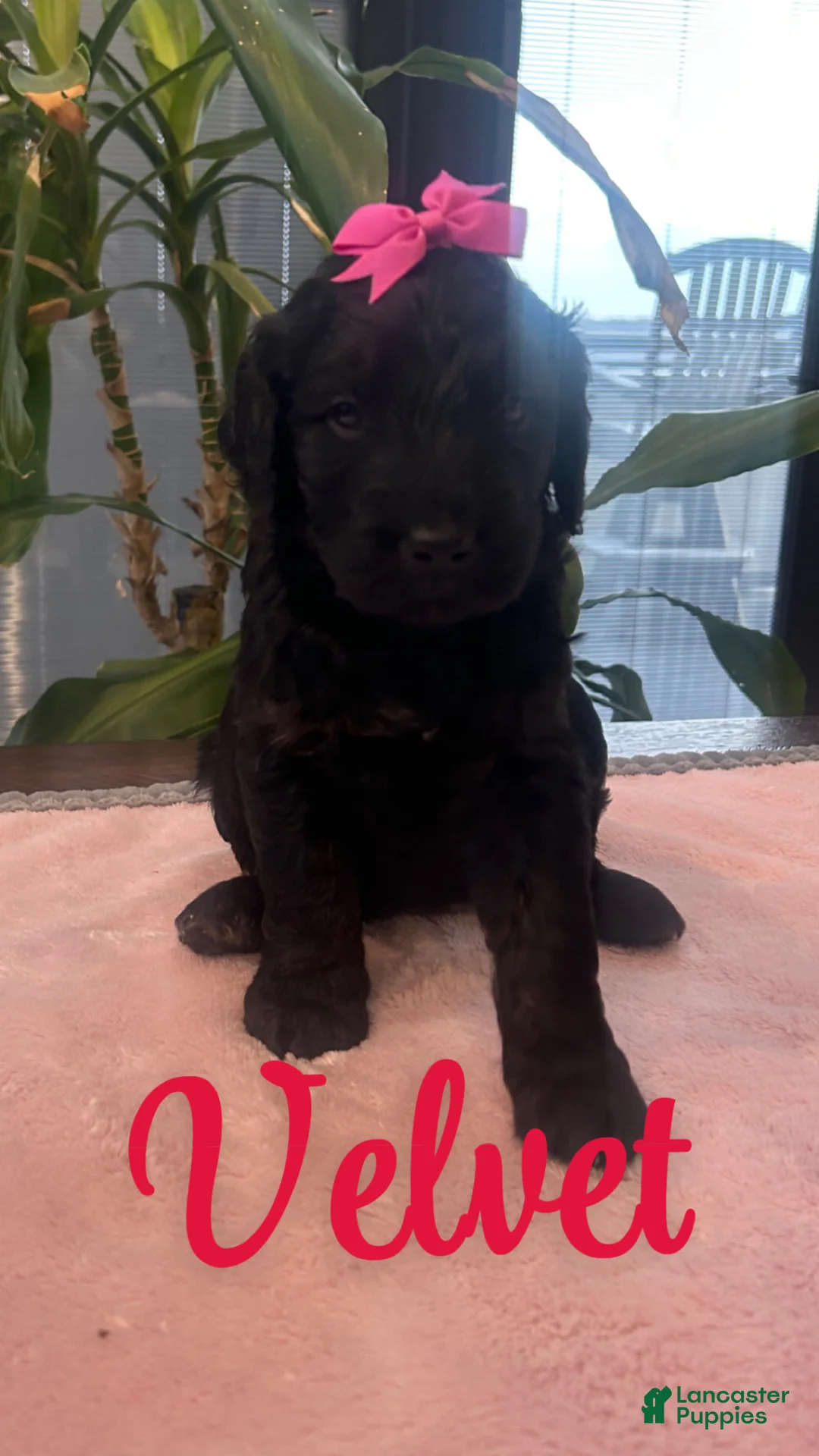Goldendoodle dogs for sale: Velvet  - Ad 1