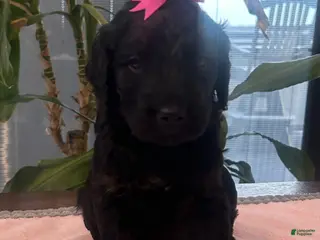 Goldendoodle dogs for sale: Velvet - Ad 1