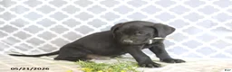Mixed Breed dogs for sale: Robert - Ad 2