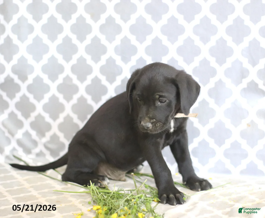 Mixed Breed dogs for sale: Robert - Ad 2
