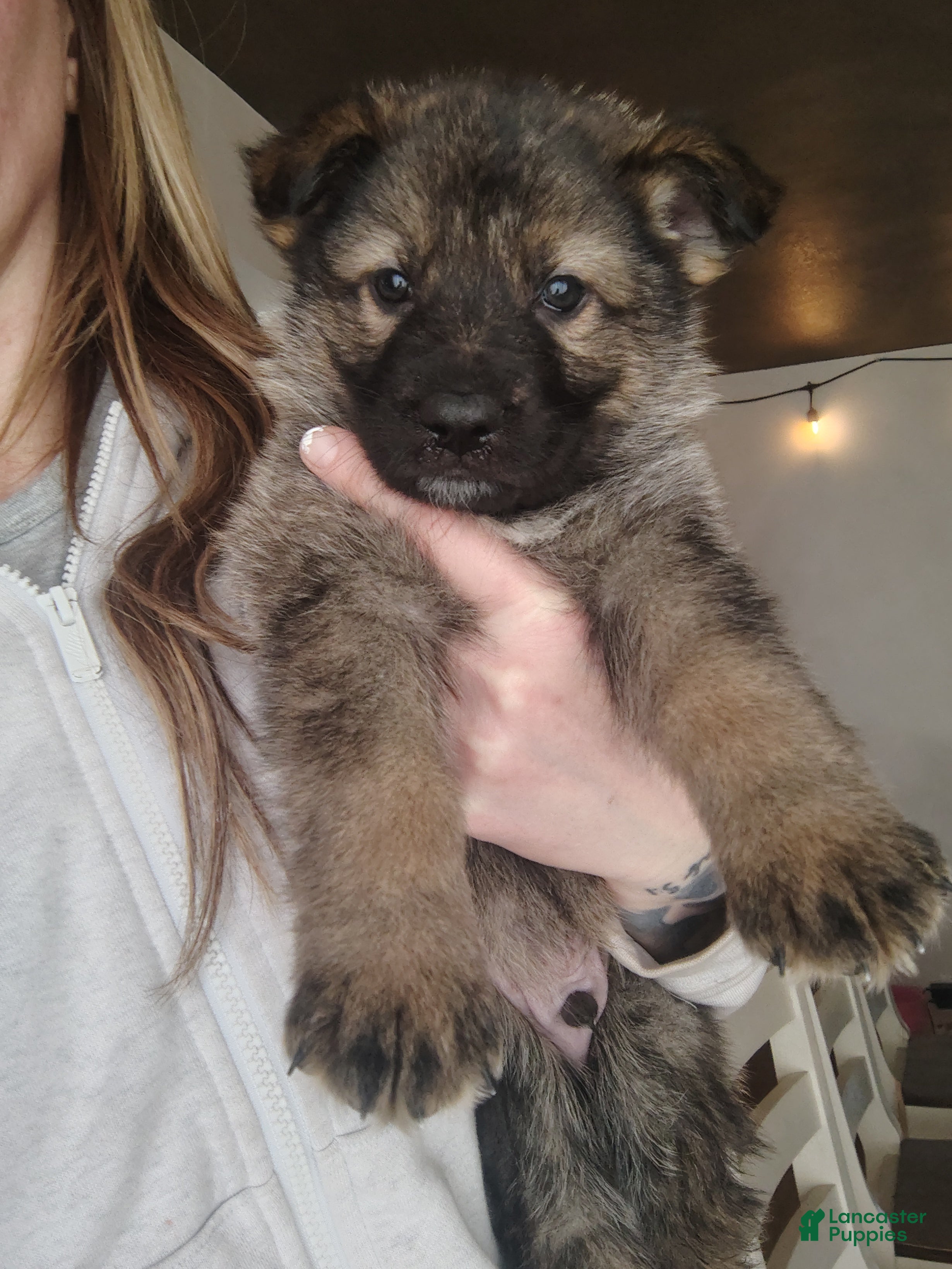 German Shepherd dogs Opie - Ad 2