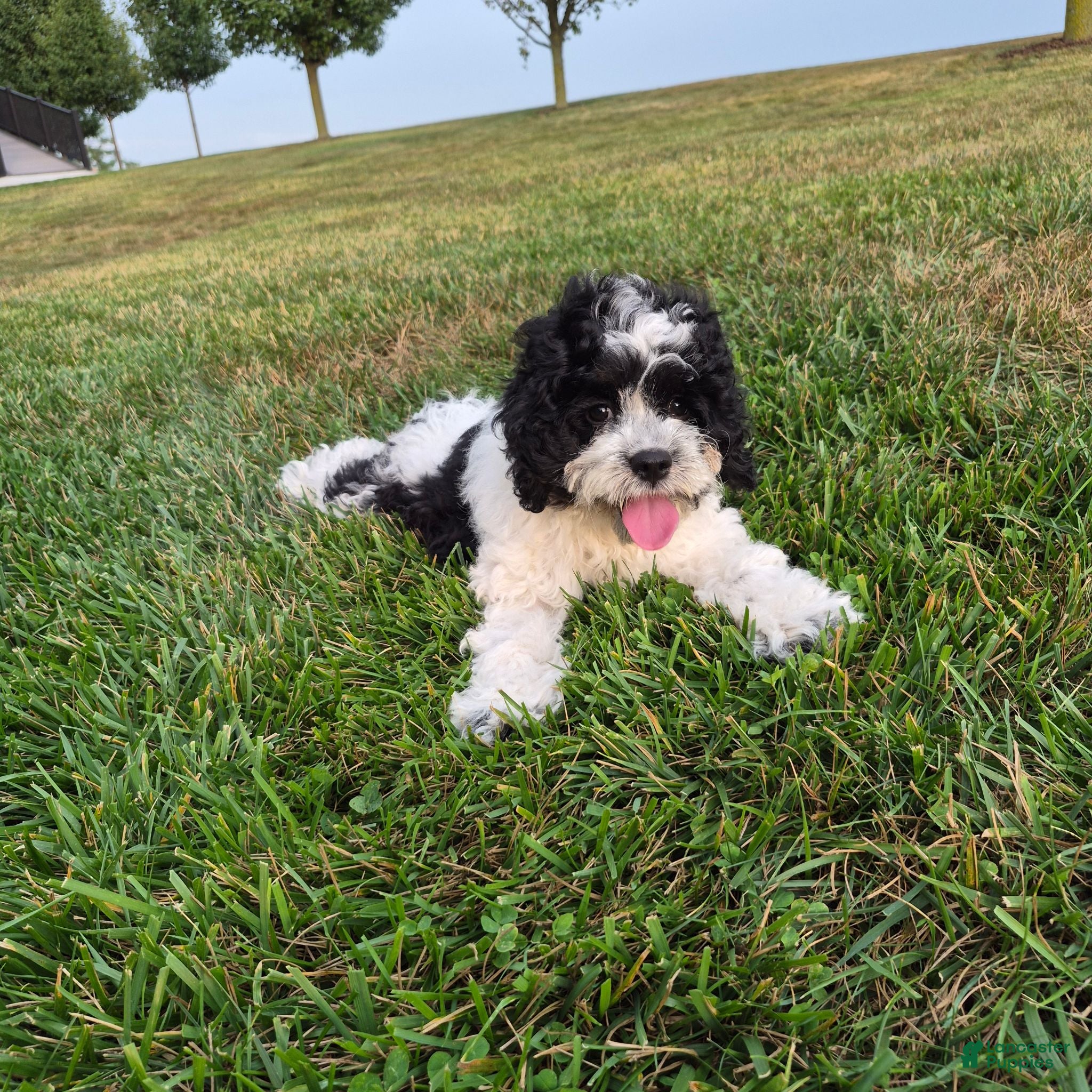 Cockapoo dogs Izzy - Ad 1