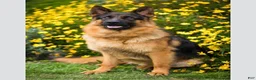German Shepherd dogs for sale: Grey - Ad 6