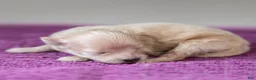 Maltipoo dogs for sale: Nacho Maltipoo Puppy  - Ad 5
