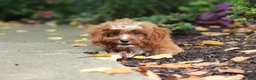 Cavapoo dogs for sale: Gracie - Ad 5