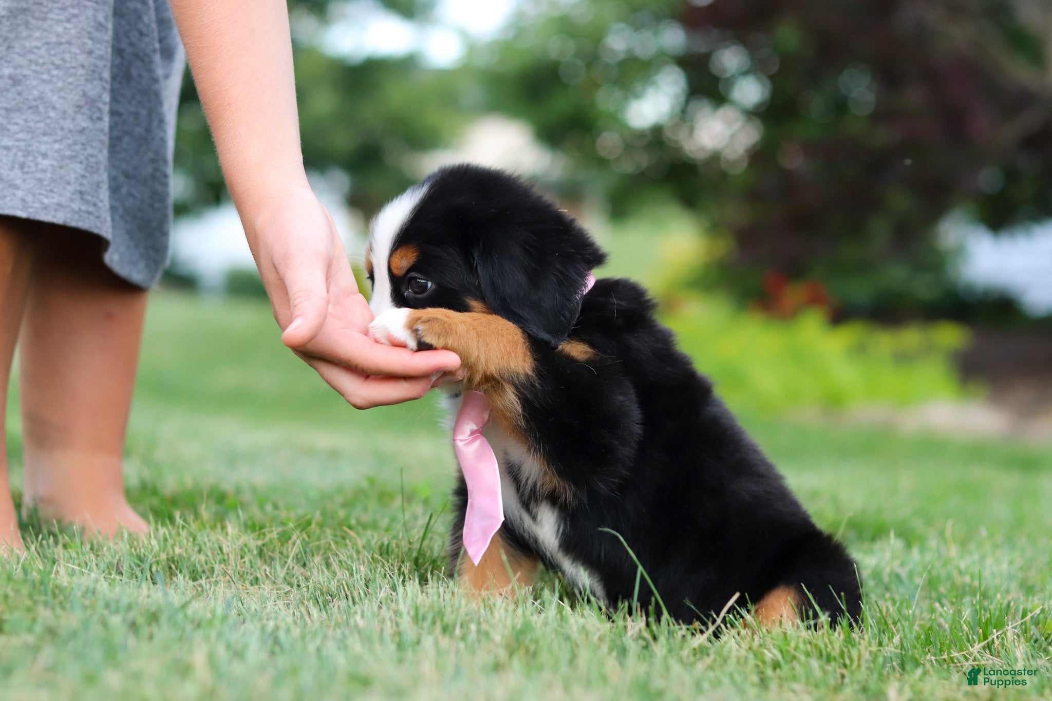 Bernese Mountain Dog dogs Zara - Ad 1