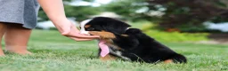 Bernese Mountain Dog dogs for sale: Zara - Ad 7