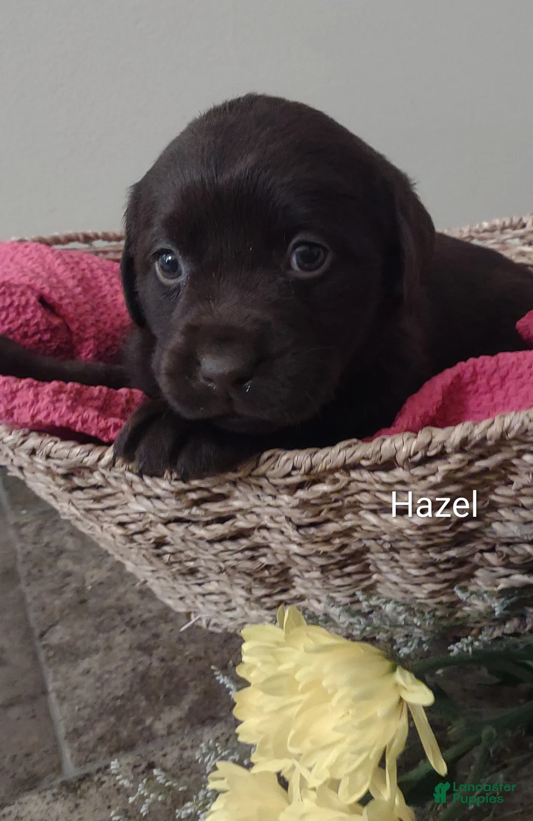 Labrador Retriever dogs for sale: Hazel  - Ad 3